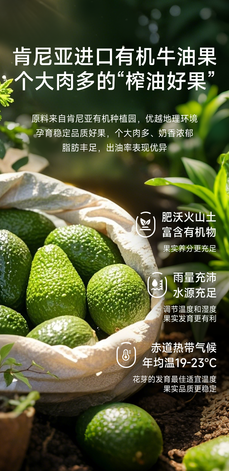 PREORDER: 百岁密码有机牛油果油 Organic Avocado Oil
